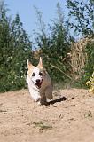 CORGI PEMBROKE 040